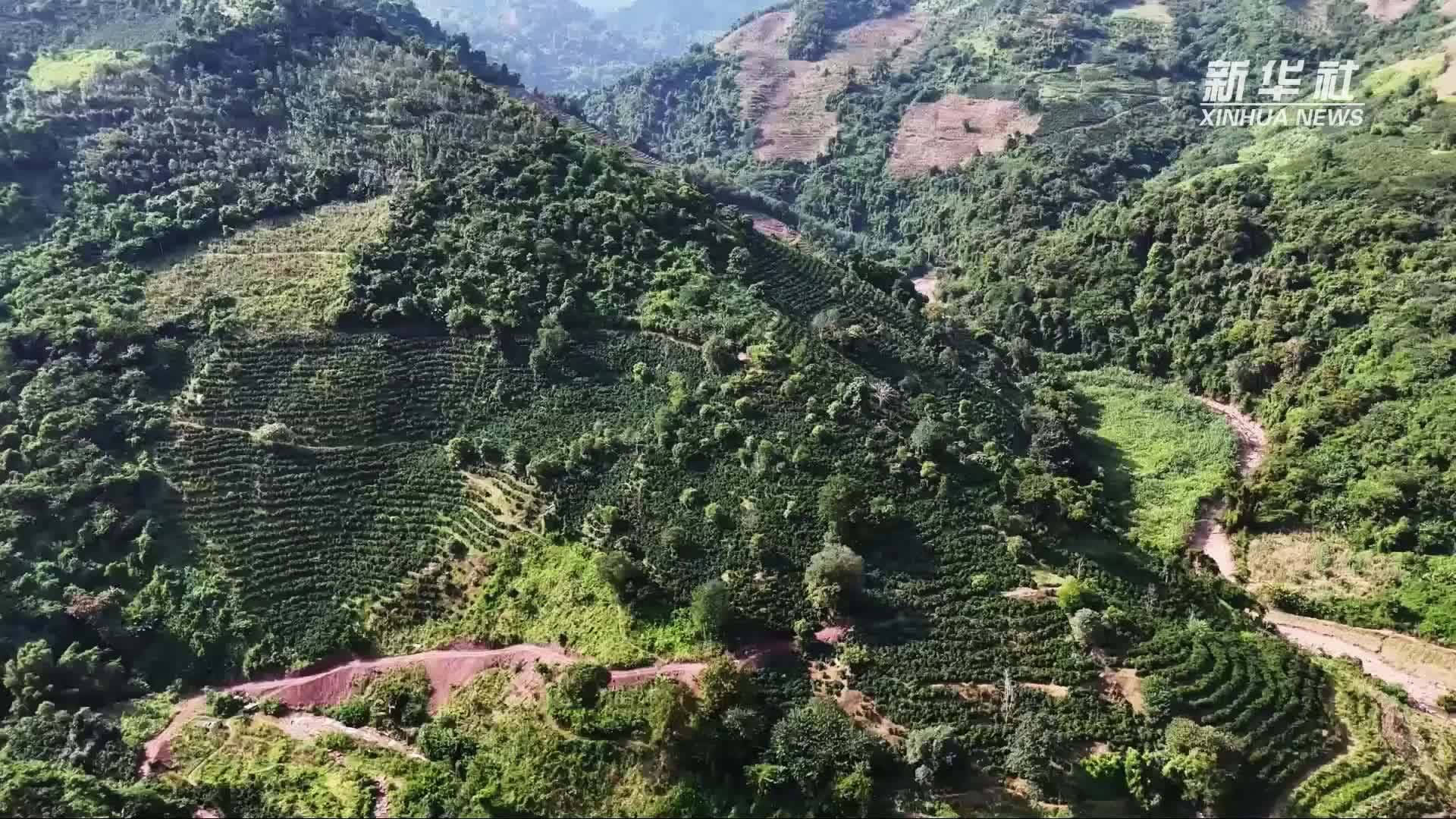 板山皇家有机贡茶园