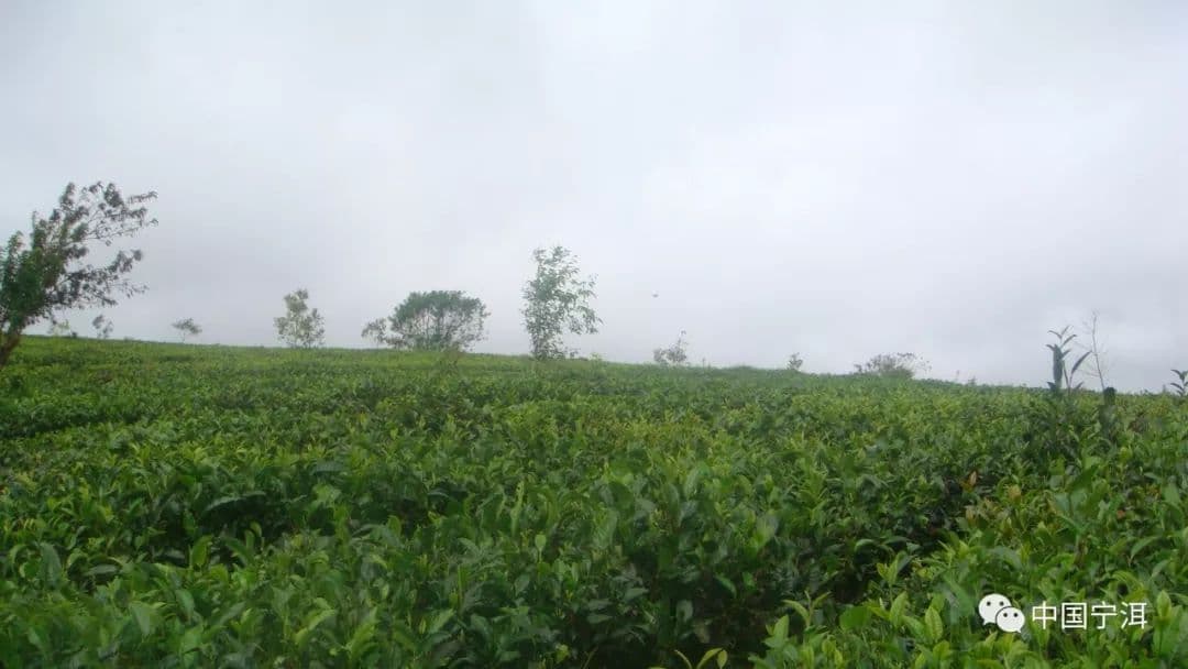 大黑山有机茶园