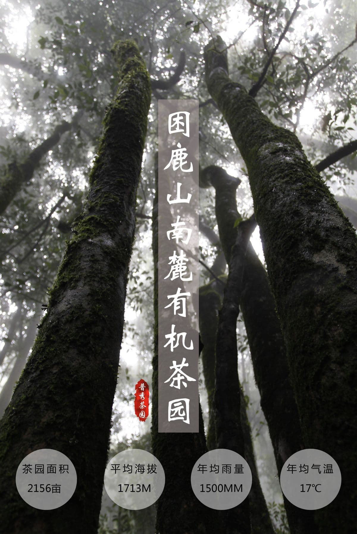 困鹿山南麓有机茶园