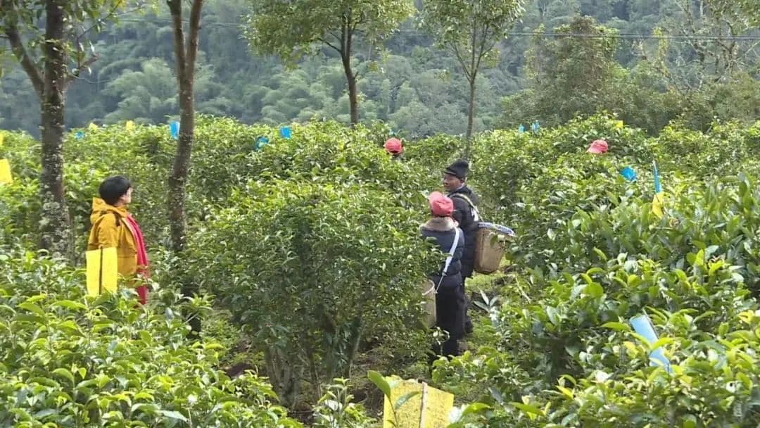 凉水箐有机茶园